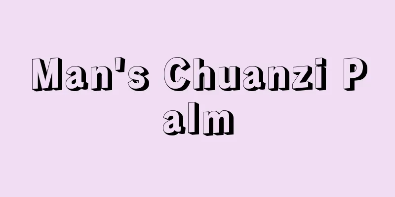 Man's Chuanzi Palm