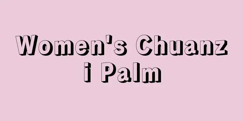 Women's Chuanzi Palm