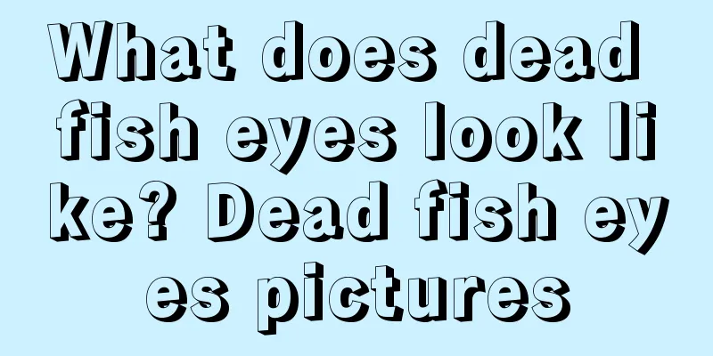 What does dead fish eyes look like? Dead fish eyes pictures