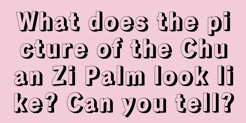 What does the picture of the Chuan Zi Palm look like? Can you tell?
