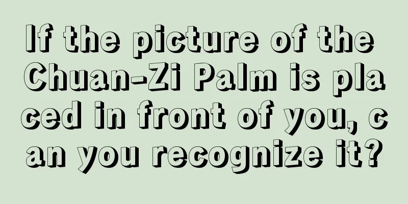 If the picture of the Chuan-Zi Palm is placed in front of you, can you recognize it?