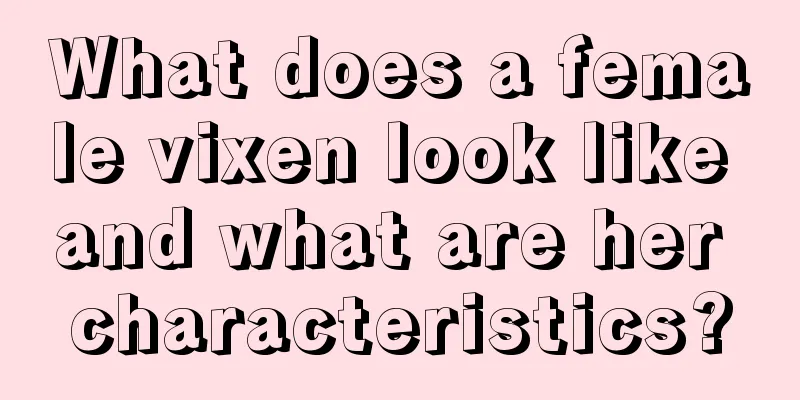 What does a female vixen look like and what are her characteristics?