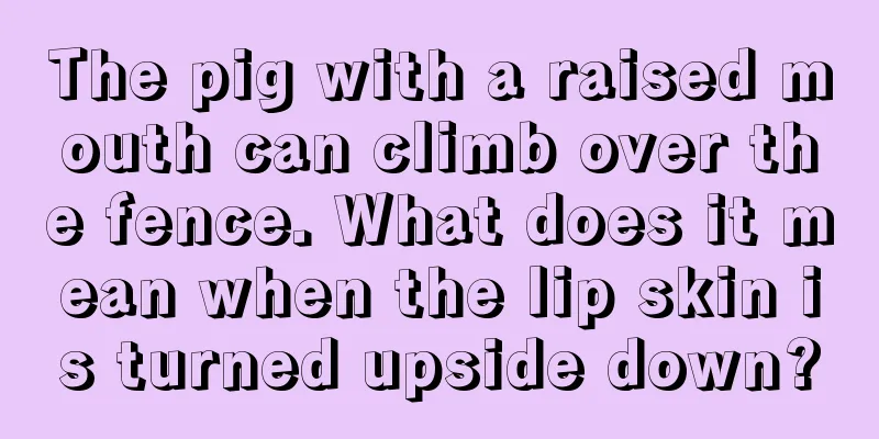 The pig with a raised mouth can climb over the fence. What does it mean when the lip skin is turned upside down?