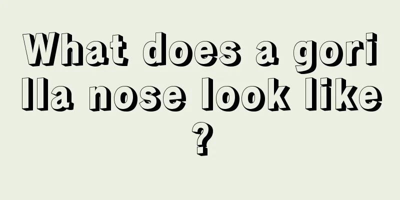What does a gorilla nose look like?