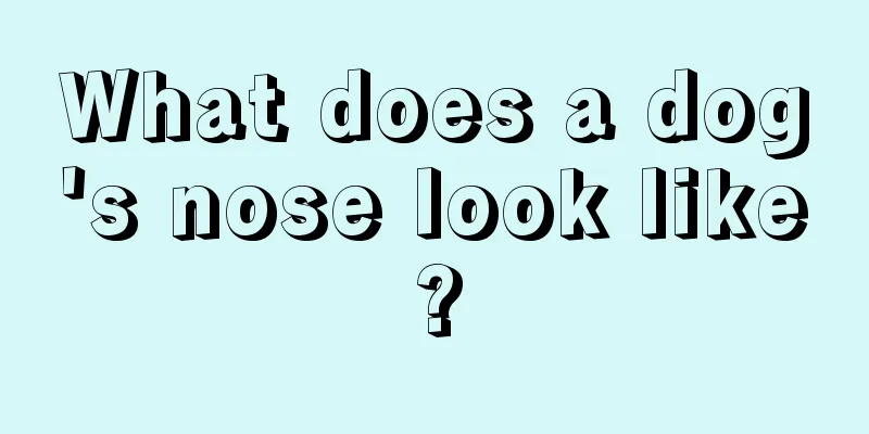 What does a dog's nose look like?