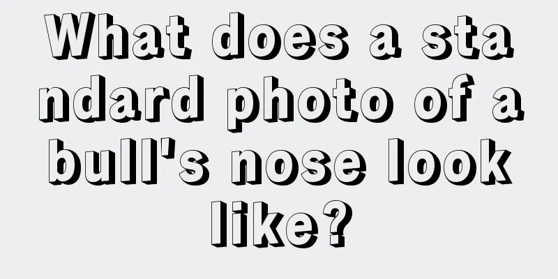 What does a standard photo of a bull's nose look like?