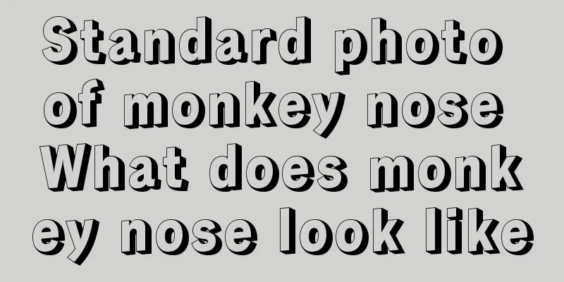 Standard photo of monkey nose What does monkey nose look like