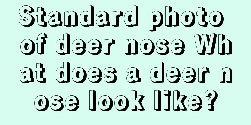 Standard photo of deer nose What does a deer nose look like?