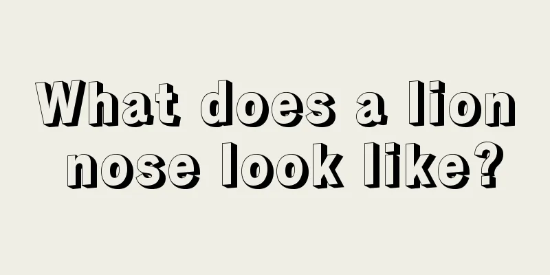 What does a lion nose look like?