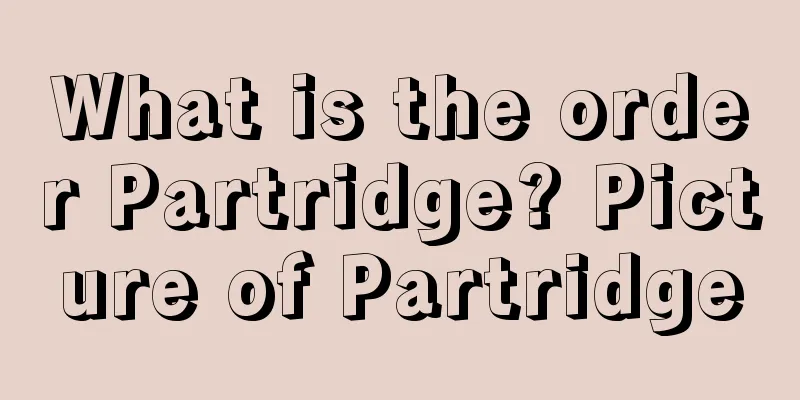 What is the order Partridge? Picture of Partridge
