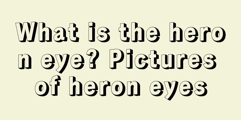 What is the heron eye? Pictures of heron eyes