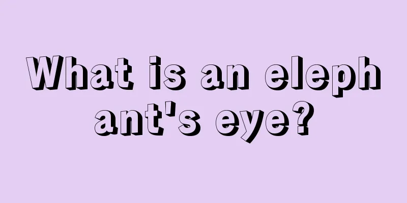 What is an elephant's eye?