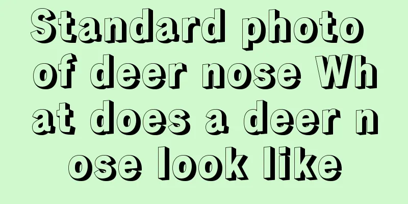 Standard photo of deer nose What does a deer nose look like
