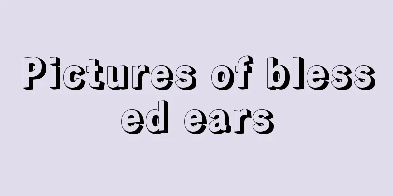 Pictures of blessed ears