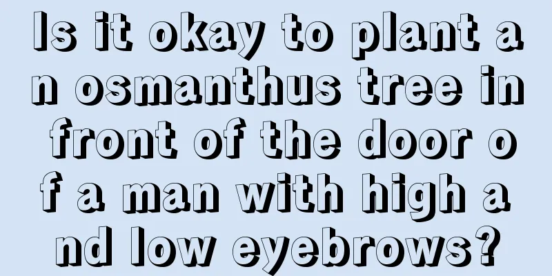 Is it okay to plant an osmanthus tree in front of the door of a man with high and low eyebrows?