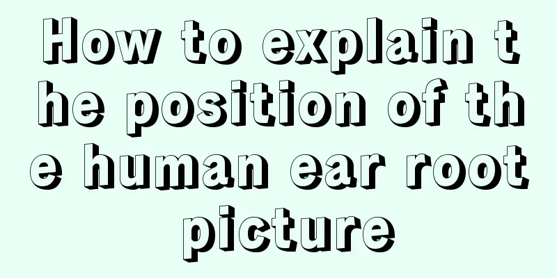 How to explain the position of the human ear root picture