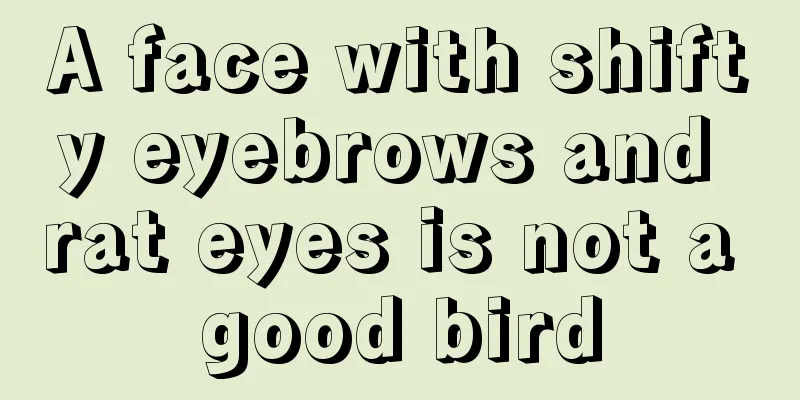 A face with shifty eyebrows and rat eyes is not a good bird