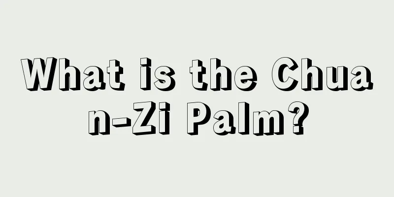 What is the Chuan-Zi Palm?