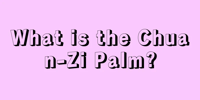 What is the Chuan-Zi Palm?