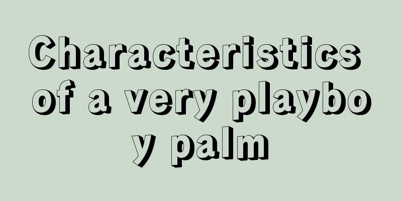 Characteristics of a very playboy palm