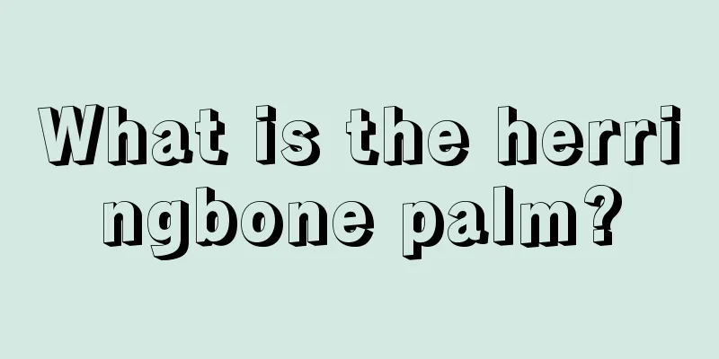 What is the herringbone palm?