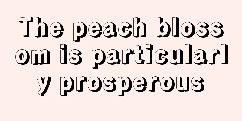 The peach blossom is particularly prosperous