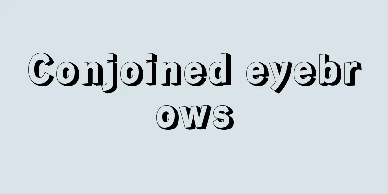 Conjoined eyebrows