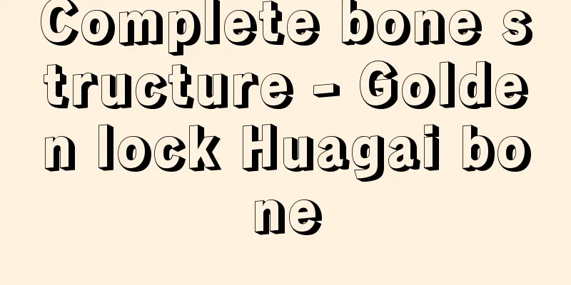 Complete bone structure - Golden lock Huagai bone