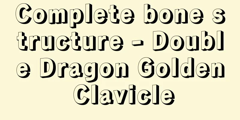Complete bone structure - Double Dragon Golden Clavicle