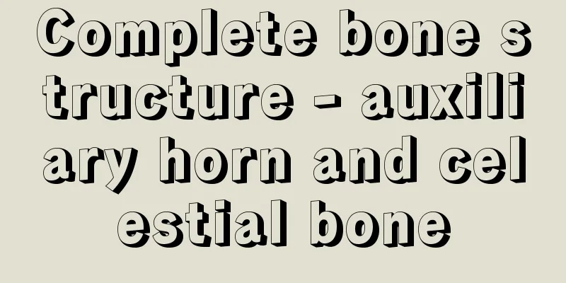 Complete bone structure - auxiliary horn and celestial bone
