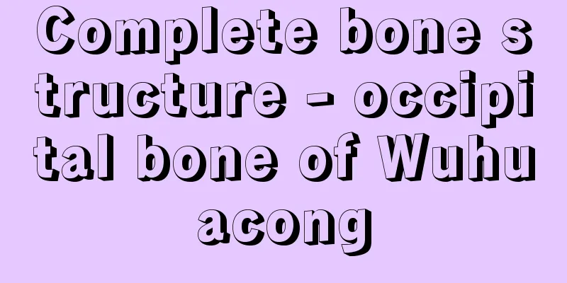 Complete bone structure - occipital bone of Wuhuacong