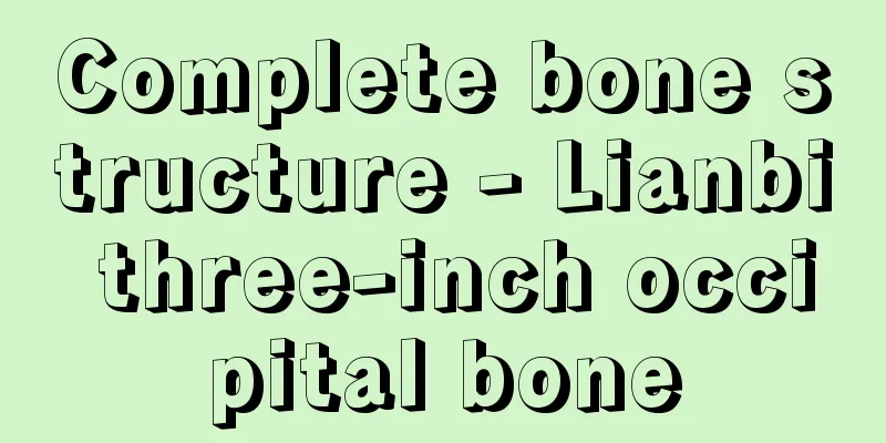 Complete bone structure - Lianbi three-inch occipital bone