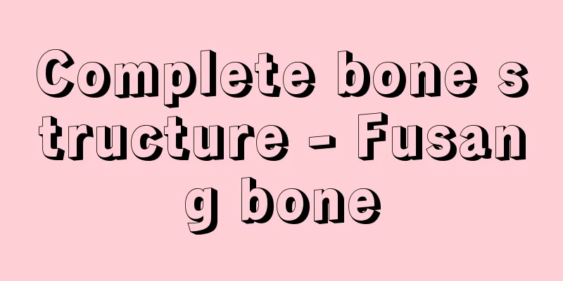Complete bone structure - Fusang bone
