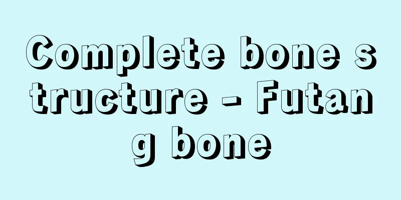 Complete bone structure - Futang bone