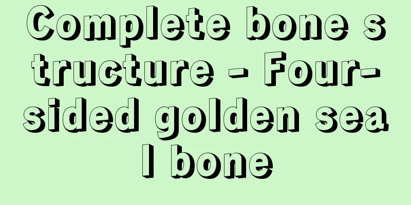 Complete bone structure - Four-sided golden seal bone