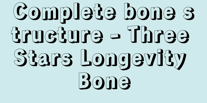 Complete bone structure - Three Stars Longevity Bone