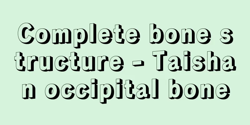 Complete bone structure - Taishan occipital bone