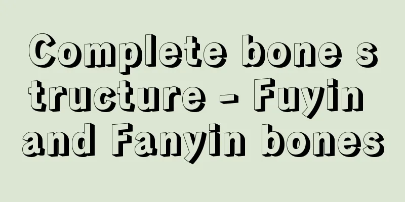 Complete bone structure - Fuyin and Fanyin bones