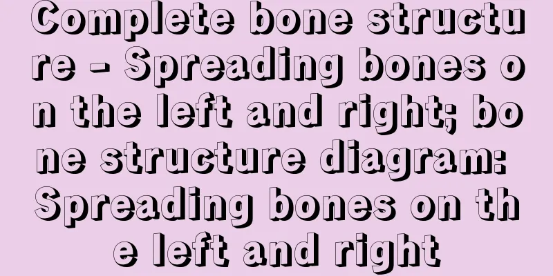Complete bone structure - Spreading bones on the left and right; bone structure diagram: Spreading bones on the left and right