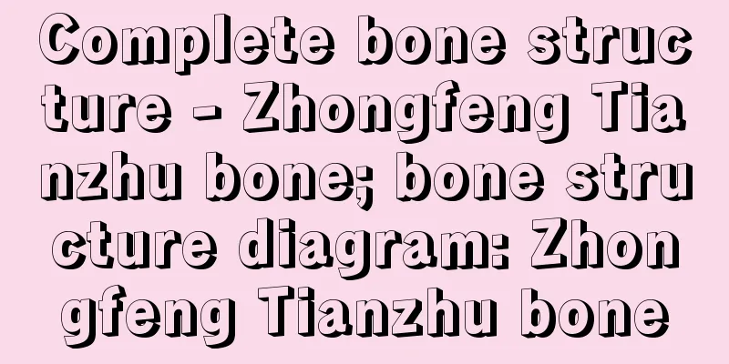 Complete bone structure - Zhongfeng Tianzhu bone; bone structure diagram: Zhongfeng Tianzhu bone