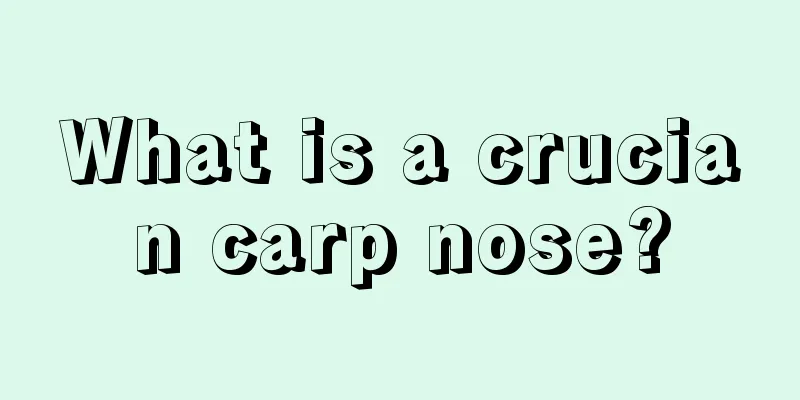 What is a crucian carp nose?