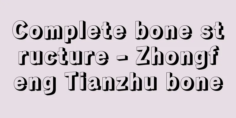Complete bone structure - Zhongfeng Tianzhu bone
