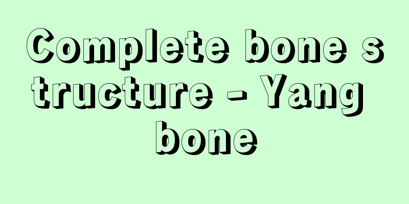 Complete bone structure - Yang bone