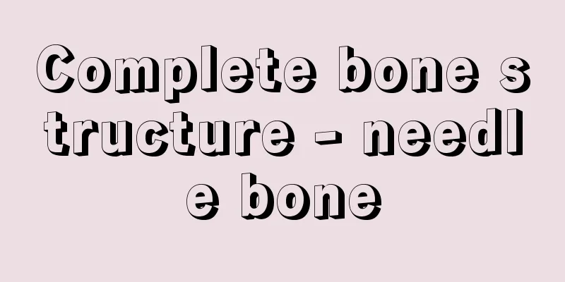 Complete bone structure - needle bone