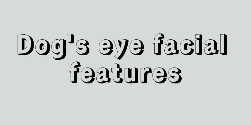 Dog's eye facial features