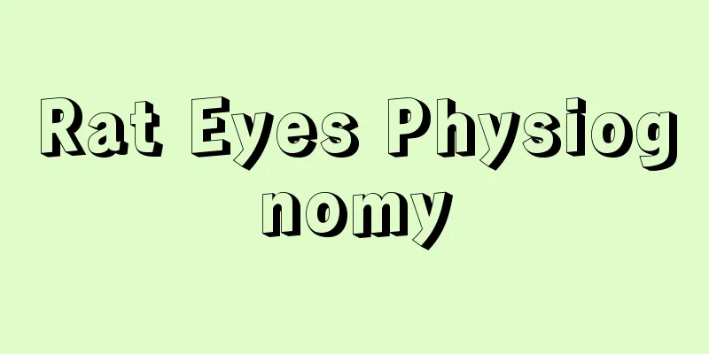Rat Eyes Physiognomy