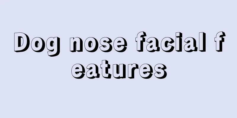 Dog nose facial features