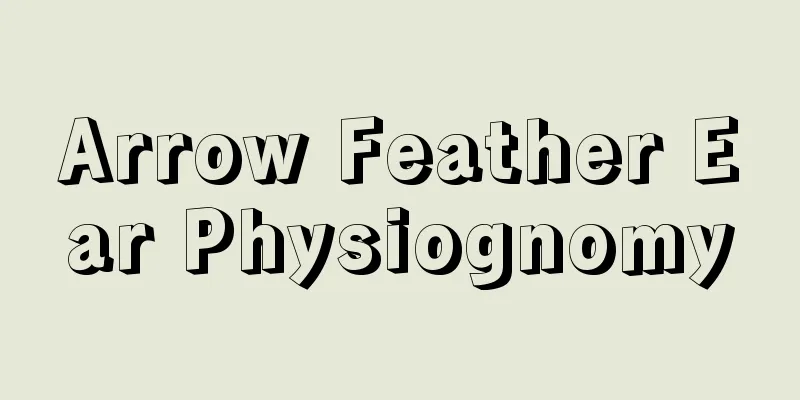 Arrow Feather Ear Physiognomy