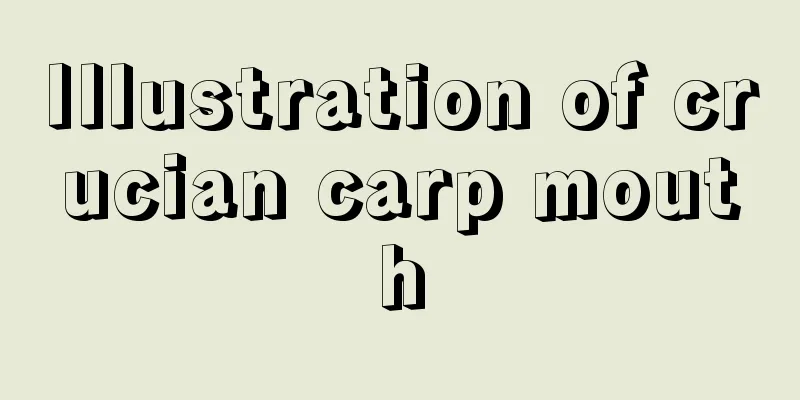 Illustration of crucian carp mouth