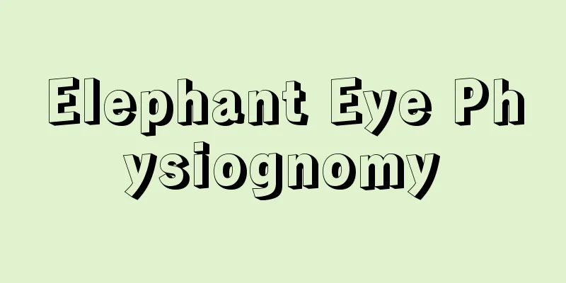Elephant Eye Physiognomy